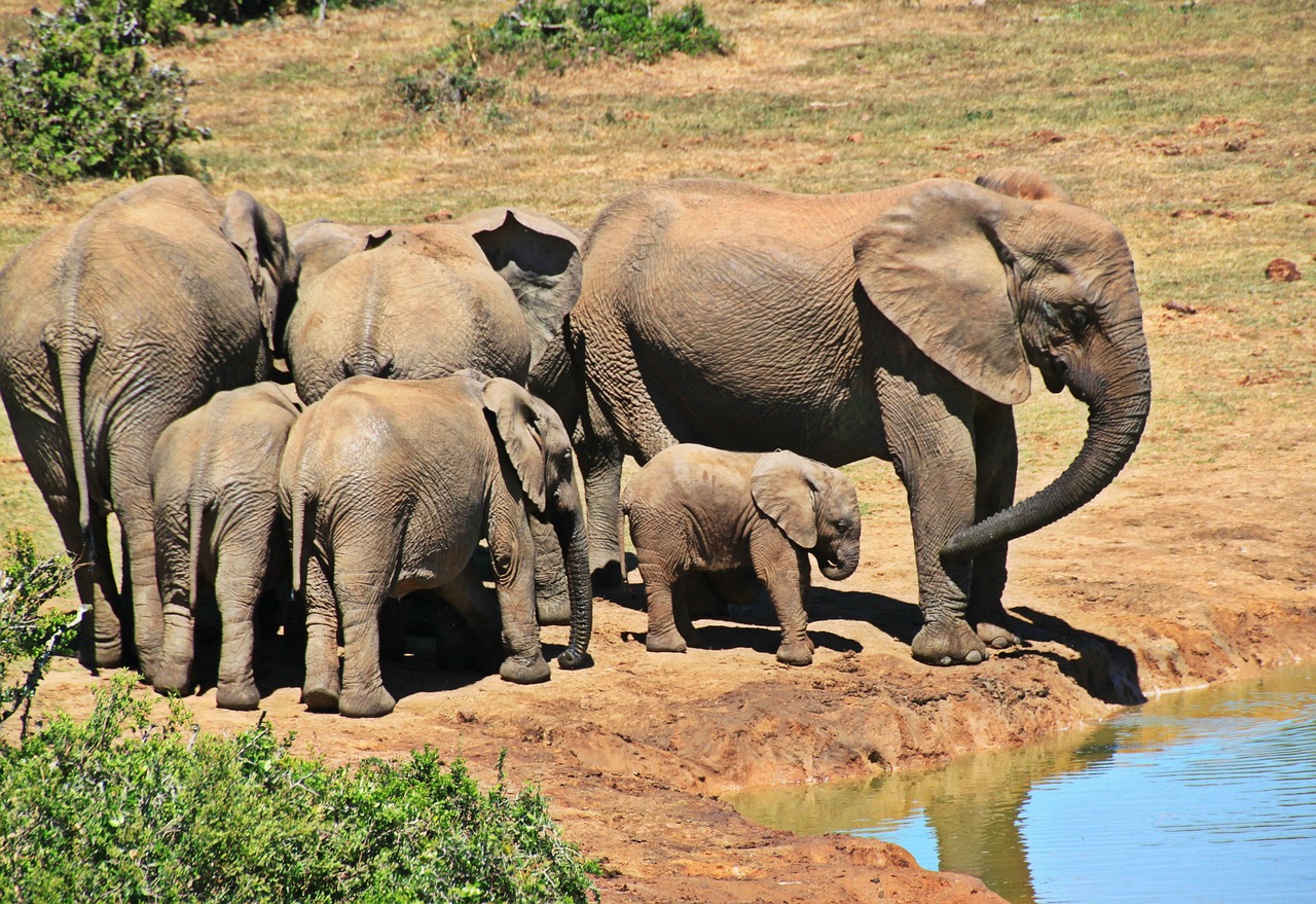 Wildlife Elephant